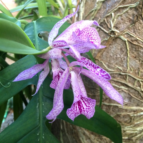 Many of the trees around the property have orchids growing on them. Valeria is a practiced cultivator of tree orchids!