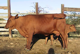 A young red Senepol cow stands in the pen with a young calf peeking out from behind her.